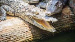 Un copil de trei ani, rănit în ţarcul crocodililor de la o grădină zoologică. Un barbat a fost arestat