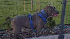 Copil de 2 ani, în stare gravă după ce a fost sfâșiat de un câine de luptă. A ajuns la ATI