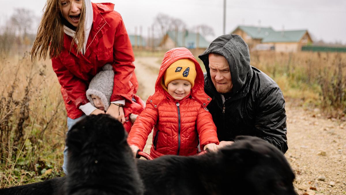 animale-de-companie_24586100