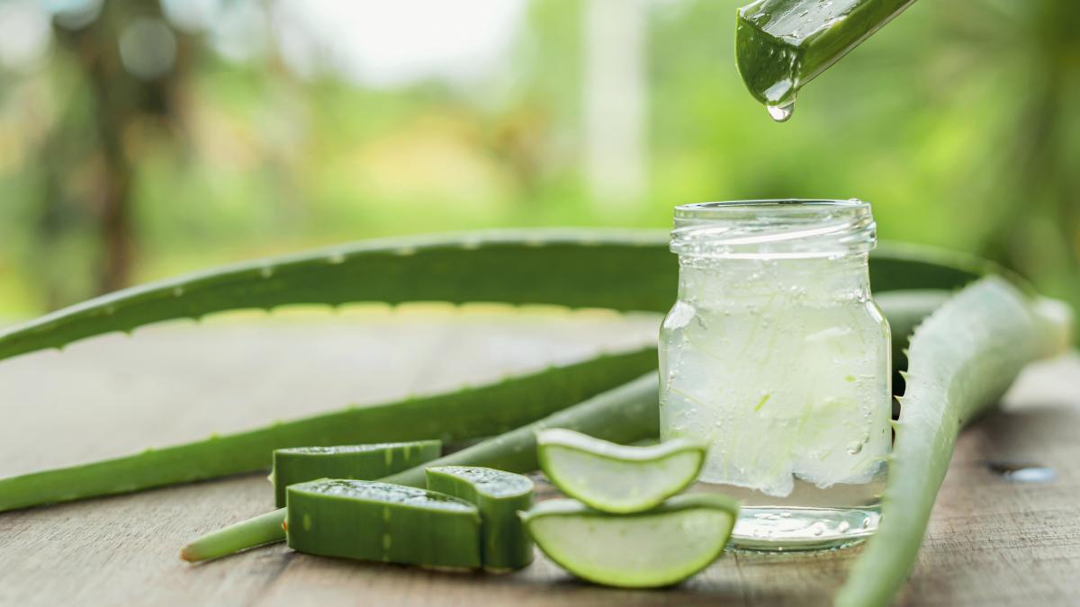 planta-miraculoasa-pentru-pielea-sensibila-a-copilului-poate-calma-si-trata-diversele-afectiuni-de-la-iritatia-scutecului-pana-la-piscaturile-de-tantari_49758900