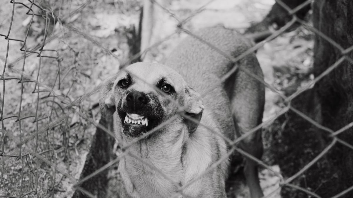 copil-muscat-de-caine_12774300