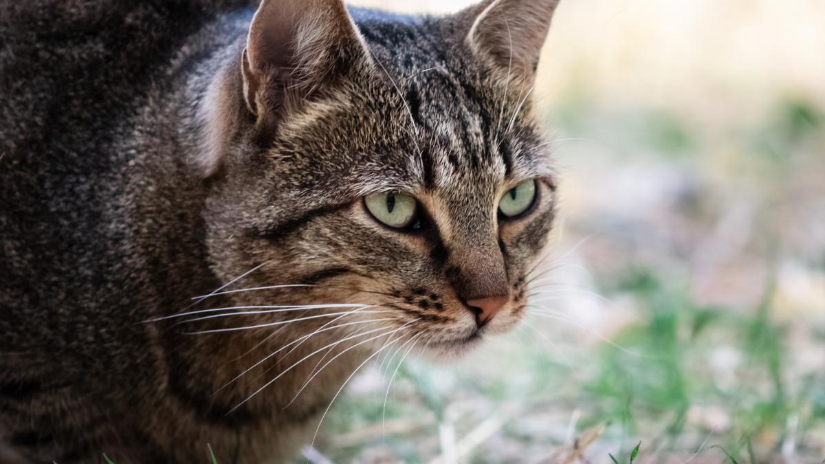 nimic-nu-se-compara-cu-iubirea-de-mama-pisica-salvata-dintr-un-incendiu--reintra-in-foc-pentru-a-si-salva-puii_71573200