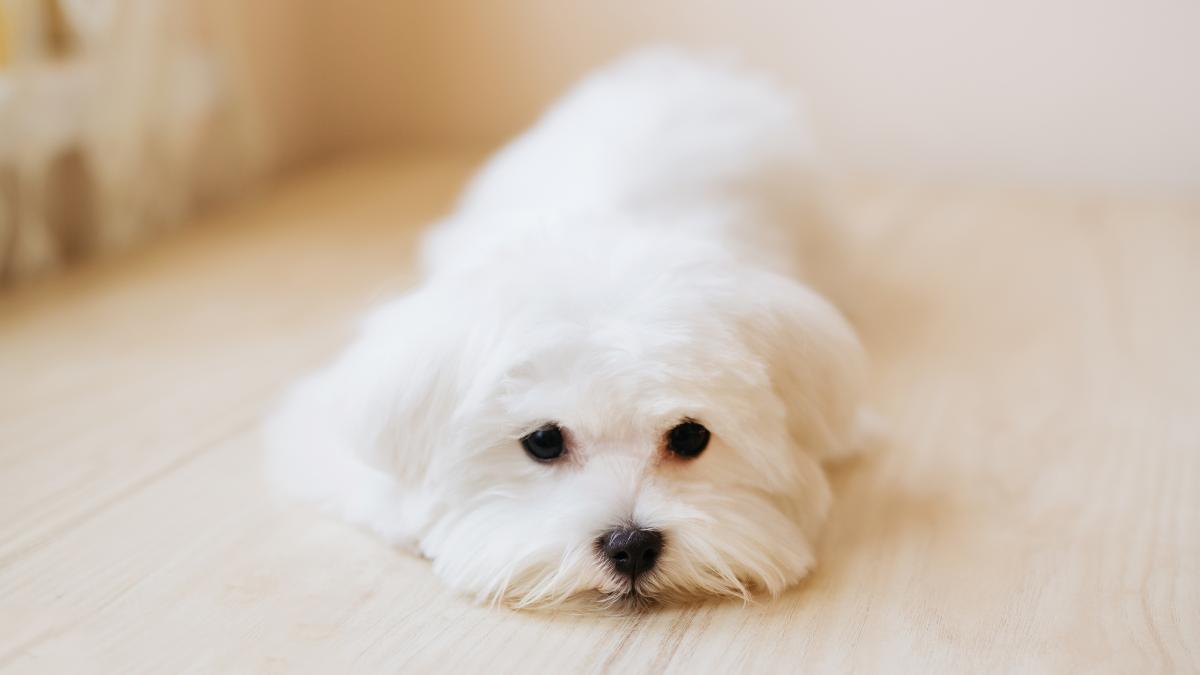 un-toxic-postarea-unui-tata-a-revoltat-internetul-vreau-sa-mi-pacalesc-fiul-ca-va-primi-cadou-de-craciun-un-catel--apoi-sa-ii-zic-ca-nu-il-merita_85881300