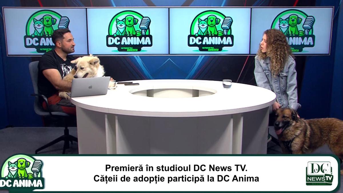 cateii-de-adoptie-participa-la-dc-anima--tot-ce-trebuie-sa-stii-despre-adoptia-unui-catel--video_43153100