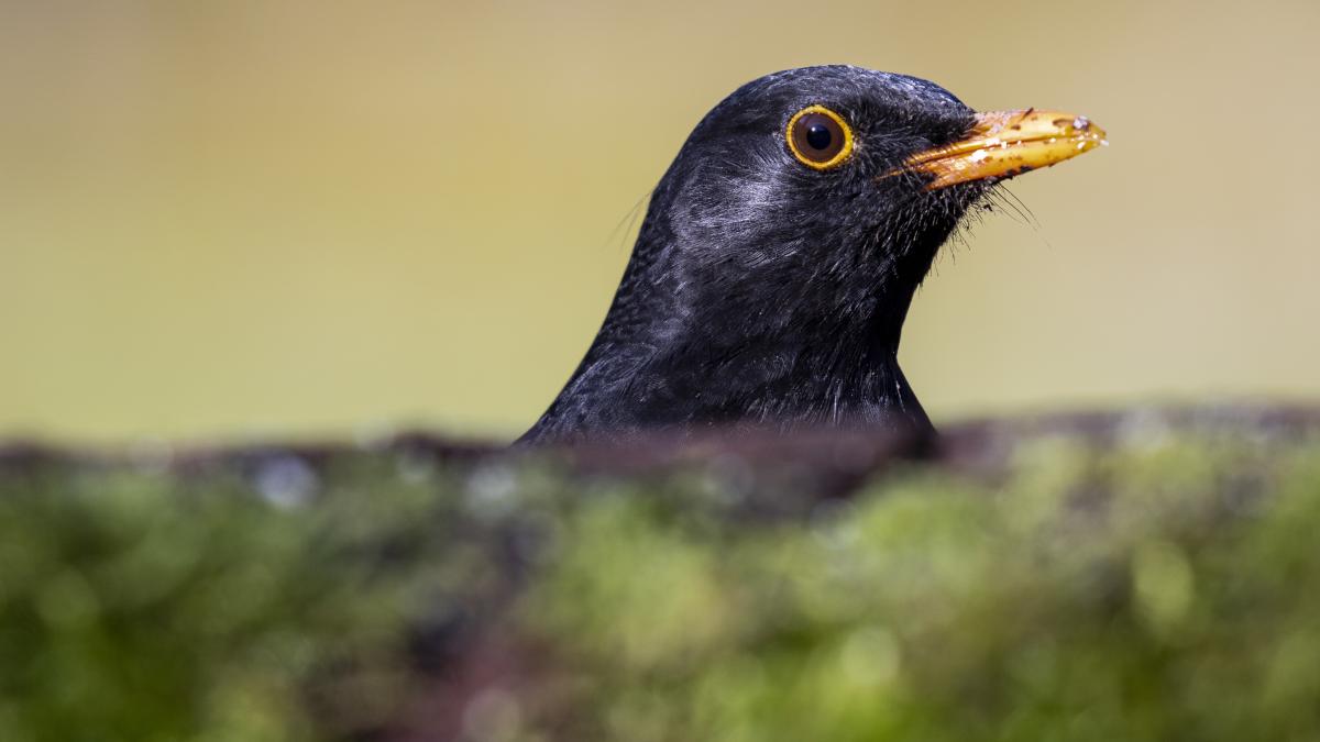 mierla-care-imita-perfect-sirena-autospecialei-de-politie_12857800