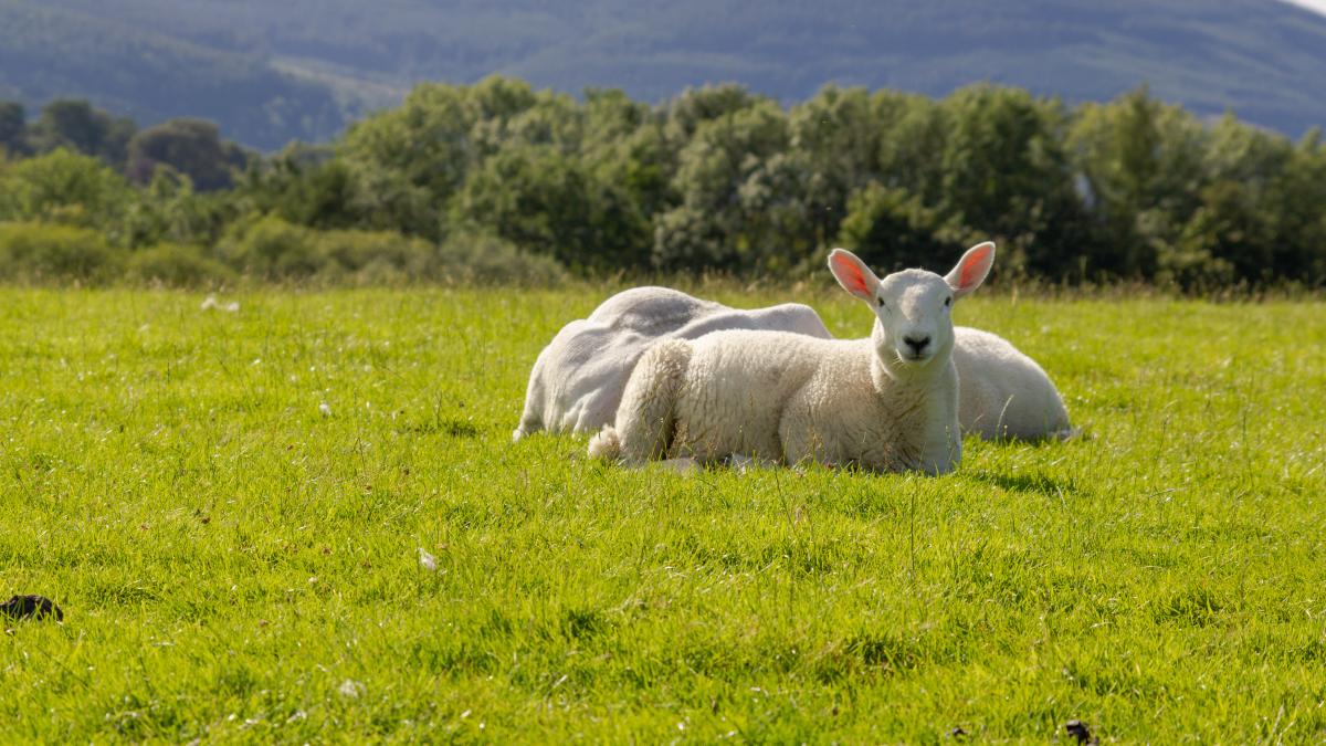 de-ce-mancam-miel-de-paste_35727300