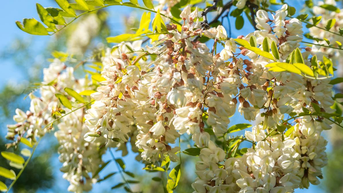 florile-de-salcam-un-remediu-traditional-pentru-afectiunile-copilariei_67905300