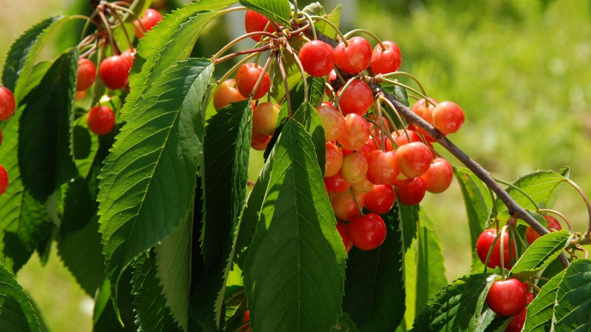 pexels-pixabay-209626_04180800