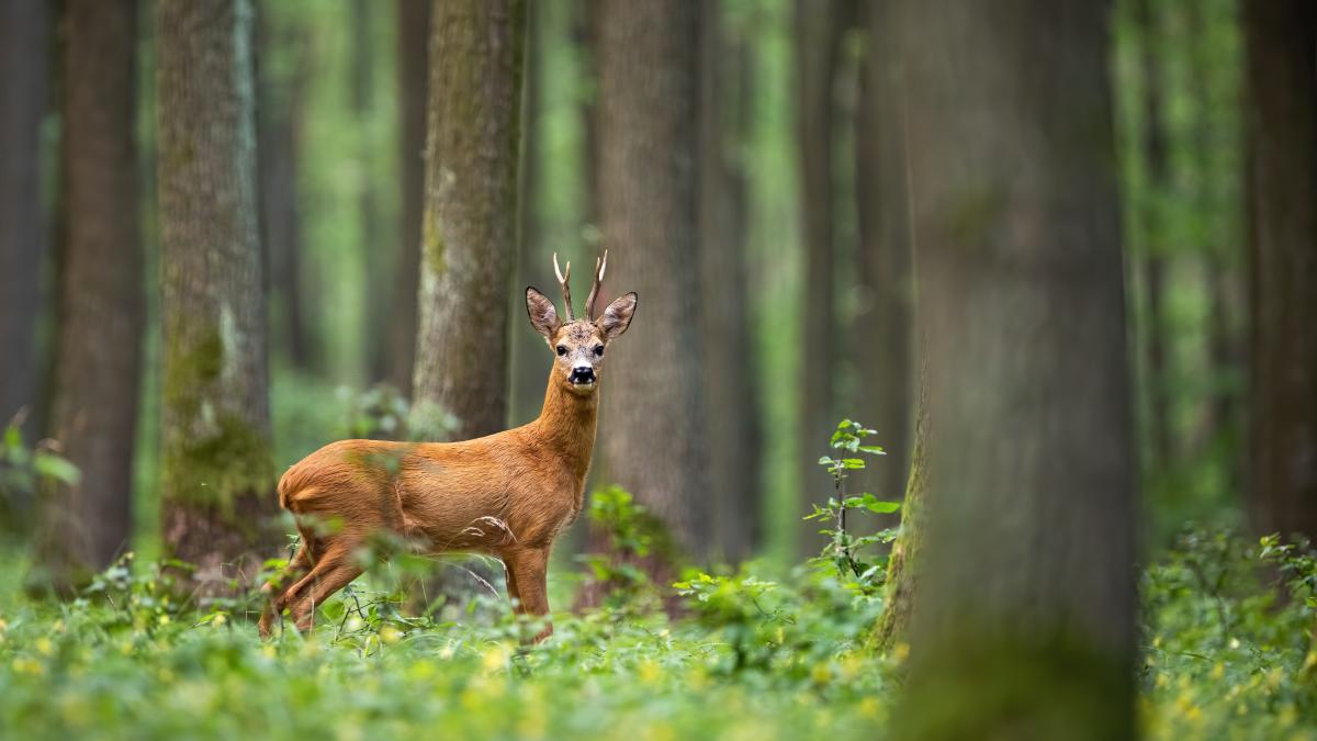 roe-deer-spotted-trees-yellow-flowers_77543900
