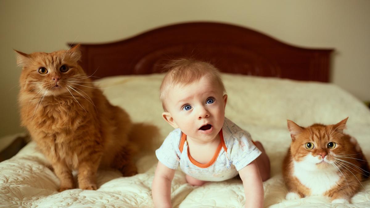 small-child-cats-lie-bed_67010700