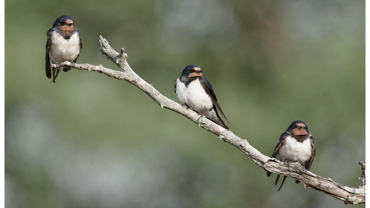 bird-perching-branch_29922500