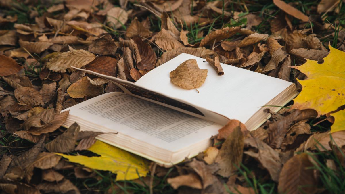 open-book-dry-leaves-autumn-forest_88340800