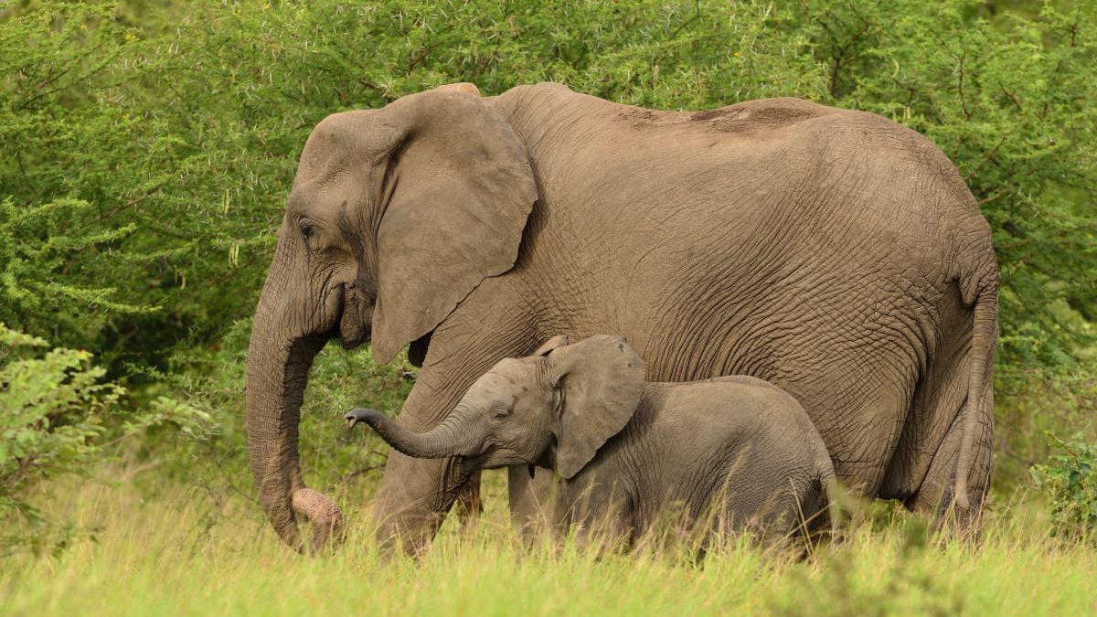 lectii-valoroase-invata-de-la-elefanti-arta-parentingului_74504300