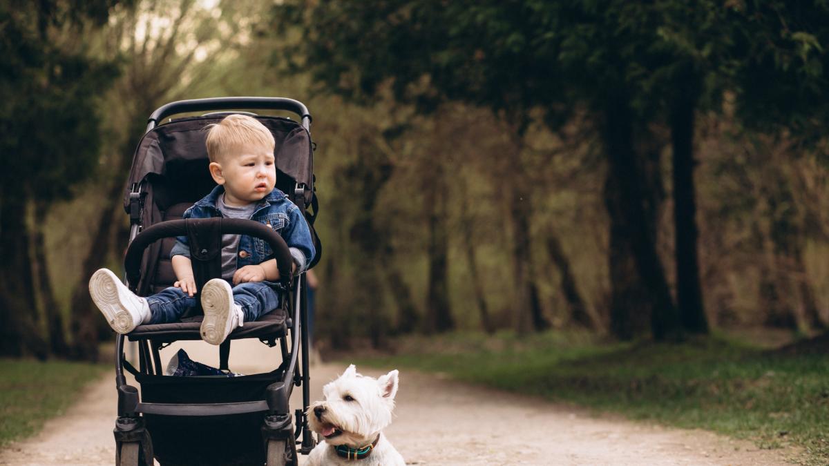 ce-este-fenomenul-e2809ebebelusilor-caruciore2809d_68212900