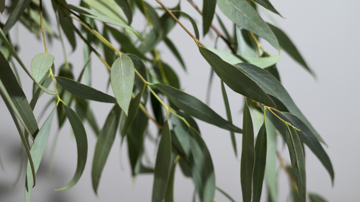 ce-semnificatie-are-ramura-de-salcie-in-duminica-floriilor_36911900