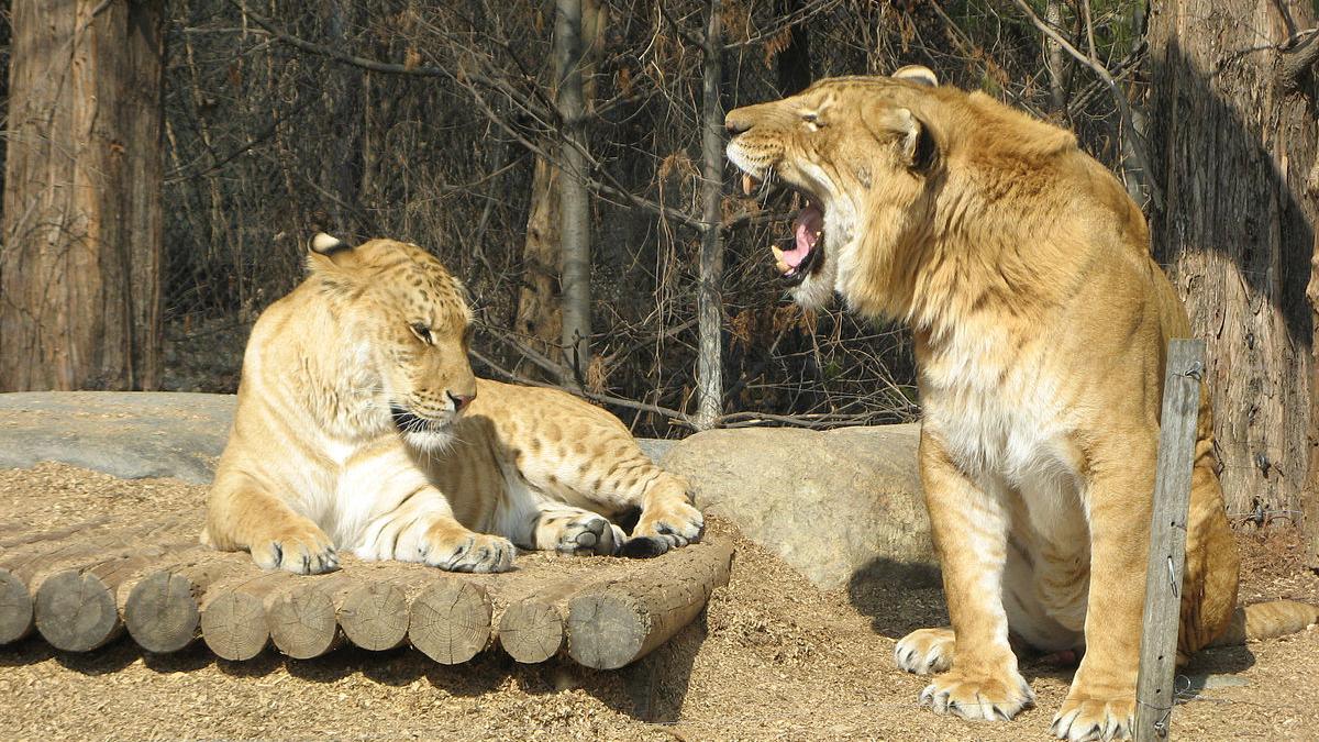 copil-muscat-de-un-ligru-la-o-gradina-zoologica-din-suceava--a-fost-nevoie-de-ingrijiri-medicale_50997500