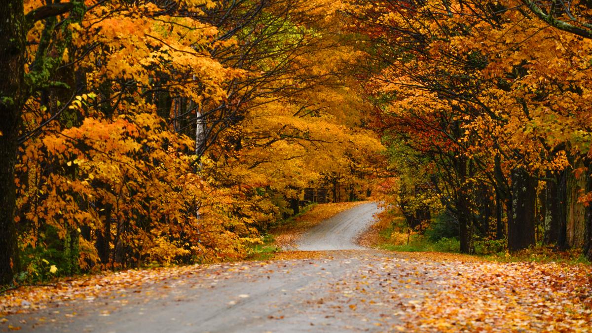 poezii-de-toamna-pentru-copii-mici-comori-din-literatura-romaneasca_38962100