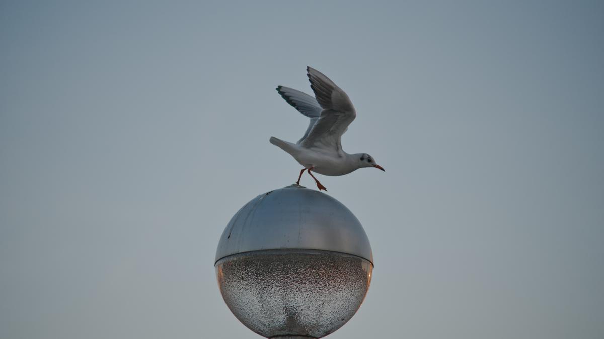 s-a-desemnat-castigatorul-premiului-nobel-pentru-pace_53961800