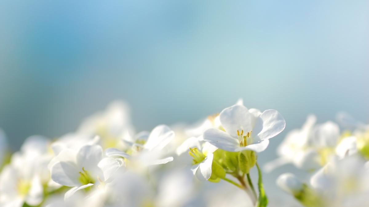 flori de primăvară