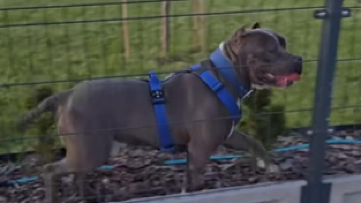 Copil de 2 ani, sfâșiat de un câine de luptă în Sectorul 3. A fost operat de urgență și este la terapie intensivă