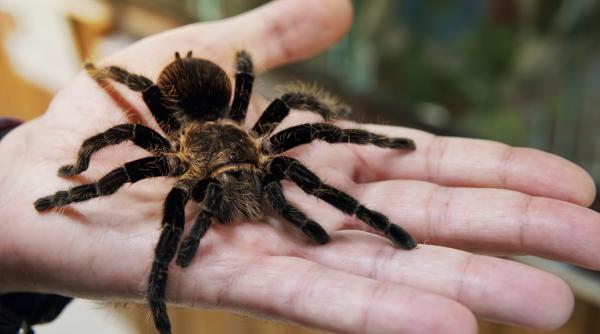 Un băiețel de 8 ani, la un pas de o tragedie după ce a încercat să devină Spider-Man: Și-a pus pe mână o văduvă neagră ca să-i ofere „superputeri”