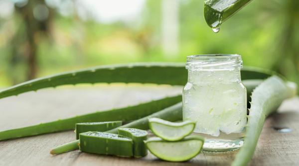 „Planta miraculoasă” pentru pielea sensibilă a copilului! Poate calma și trata diversele afecțiuni: De la iritația scutecului până la pișcăturile de țânțari