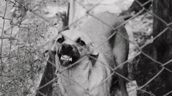 Copilul a fost muşcat de un câine? Iată ce trebuie făcut