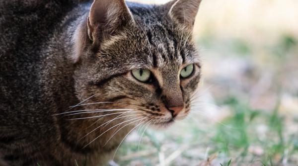 Nimic nu se compară cu iubirea de mamă! Pisică salvată dintr-un incendiu, reintră în foc pentru a-și salva puii