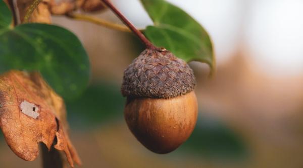 ”Teoria Ghindei”: Fiecare dintre noi posedă un talent înnăscut. Iată cum să îl descoperi