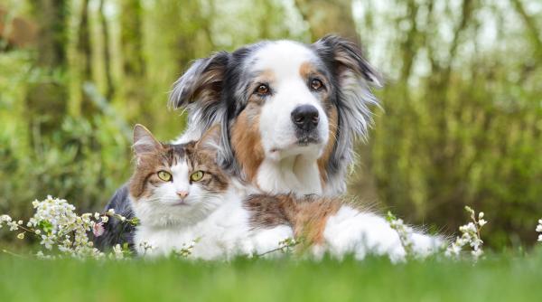 Probleme juridice legate de animăluțele de companie, la DC Anima / VIDEO