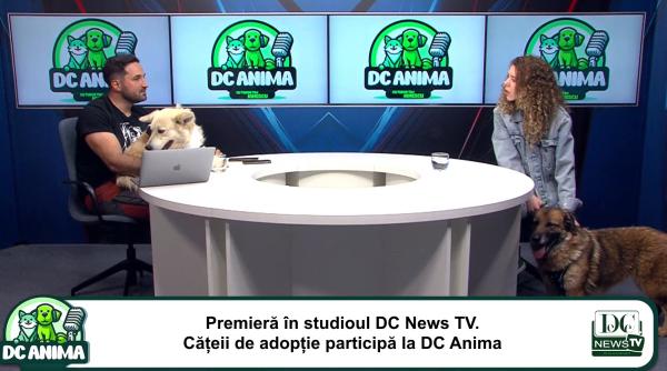 Cățeii de adopție participă la DC Anima. Tot ce trebuie să știi despre adopția unui cățel / VIDEO