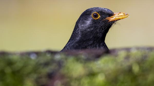 Mierla care imită perfect sirena autospecialei de poliţie