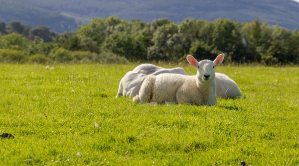 De ce mâncăm miel de Paște?