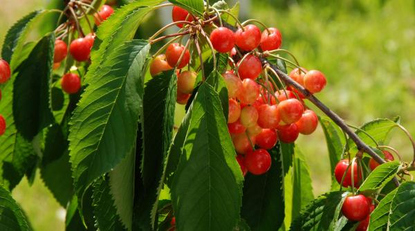 Cireșe pentru copii: Multe beneficii, dar ține cont de aceste sfaturi