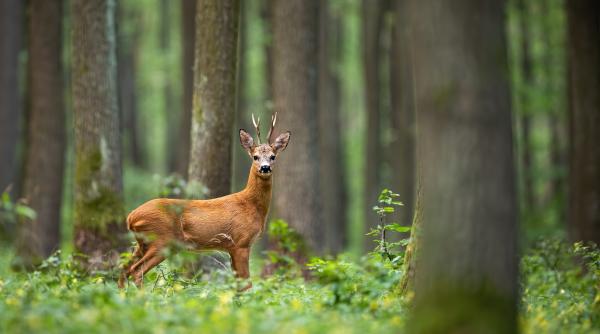 Cel mai emoționant poem scris de Nicolae Labiș