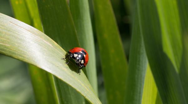 Cea mai emoționantă poezie scrisă de Elena Farago