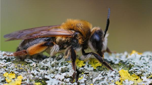 Ce să faci dacă copilul este înțepat de o viespe