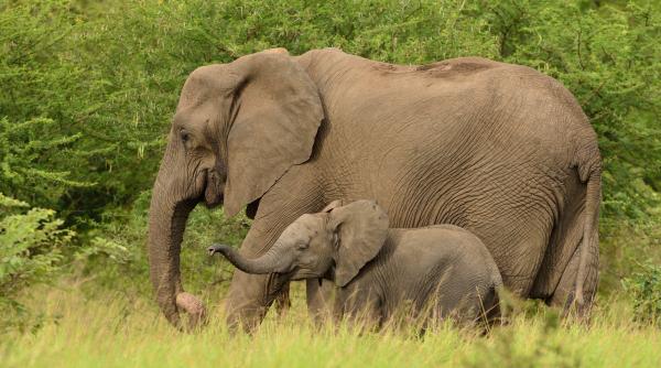 Lecții valoroase: Învață de la elefanți arta parentingului