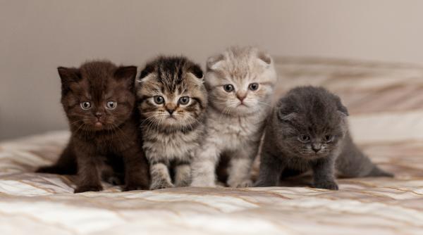 Spune-mi ce culoare are pisica ta, ca să-ți spun cu ce daruri sprituale este înzestrată!