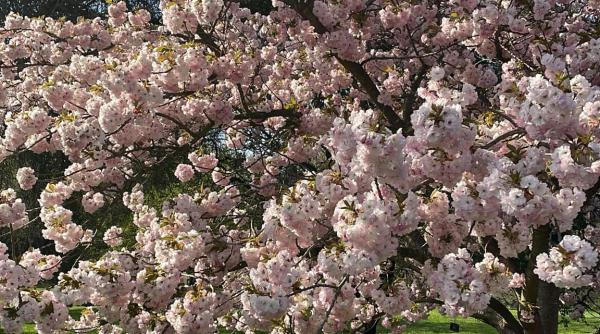 Unde poți să vezi cei mai frumoși cireși japonezi