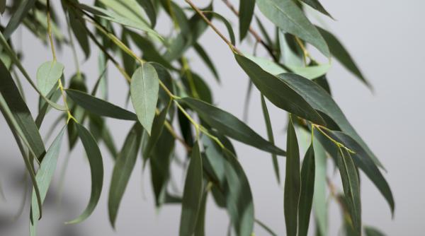 Ce semnificație are ramura de salcie în Duminica Floriilor