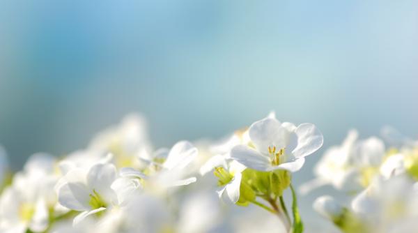 Babele de martie 2026. Află ce spune baba ta despre cum va fi anul tău