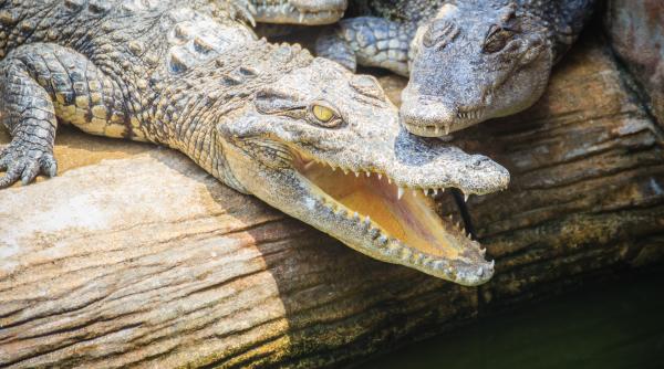 Un copil de trei ani, rănit în ţarcul crocodililor de la o grădină zoologică. Un barbat a fost arestat