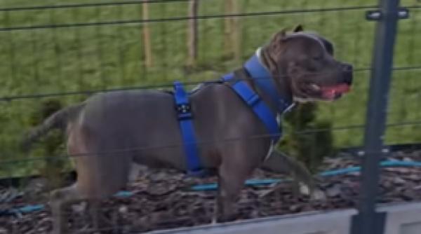 Copil de 2 ani, în stare gravă după ce a fost sfâșiat de un câine de luptă. A ajuns la ATI